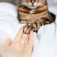 nominated-cat-pet-hand-owner-care-paw-support-kind-3XDJXJM.jpg